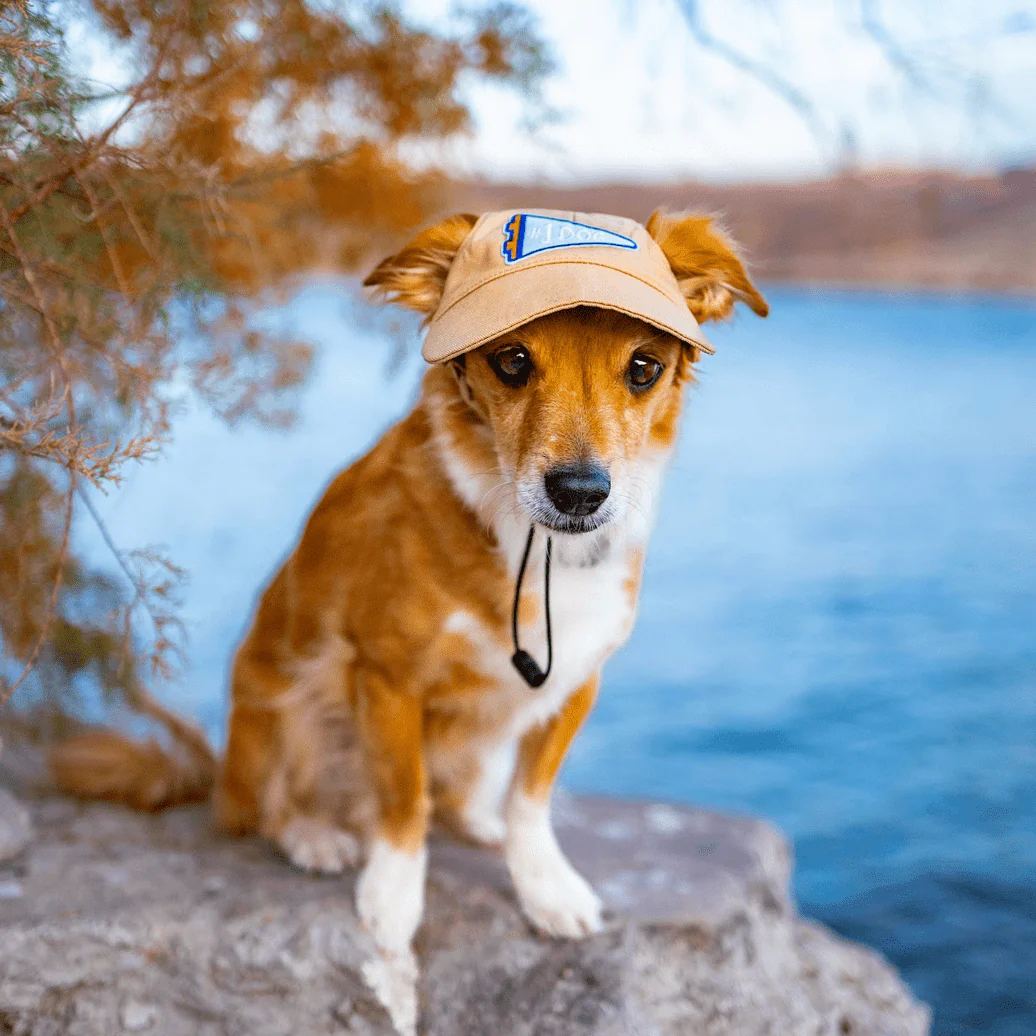 #1 Dog | Velcro or Iron-On Patches For Pets - Image 5