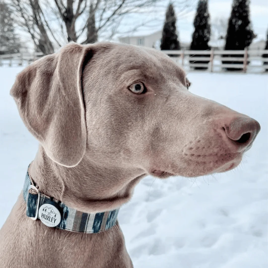 AirTag Holder Slide-On Silicone Pet ID Tag | Emergency Alerts - Image 8