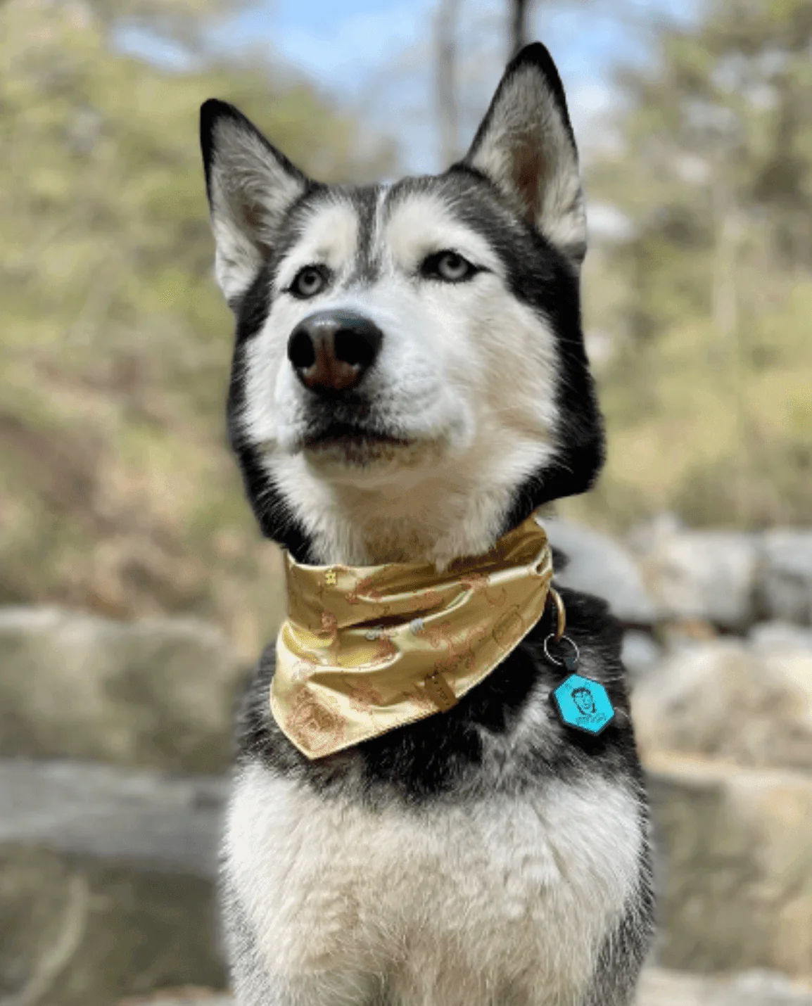 Custom Artwork Pet ID Tag - Image 5