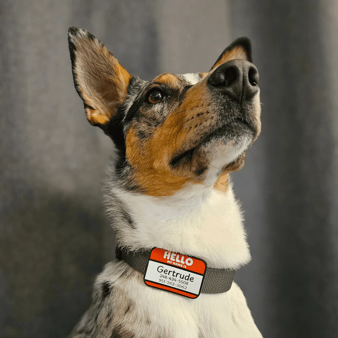 Hello My Name Is | Slide-On Silicone ID Tag - Image 5
