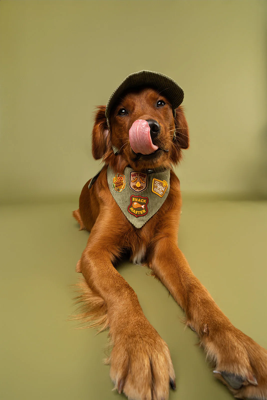 Hot Dog | Velcro or Iron-On Patches For Pets - Image 2