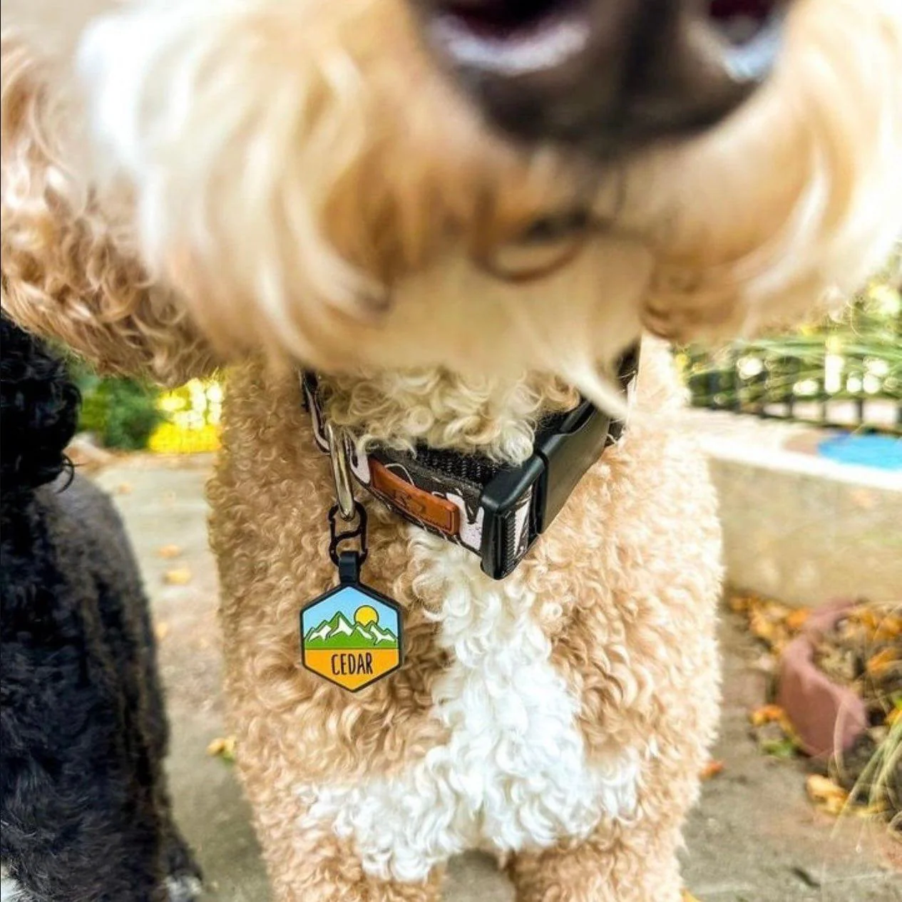 QR Code Pup's Peak Silicone Dog ID Tag - Alpine Meadow - Image 6