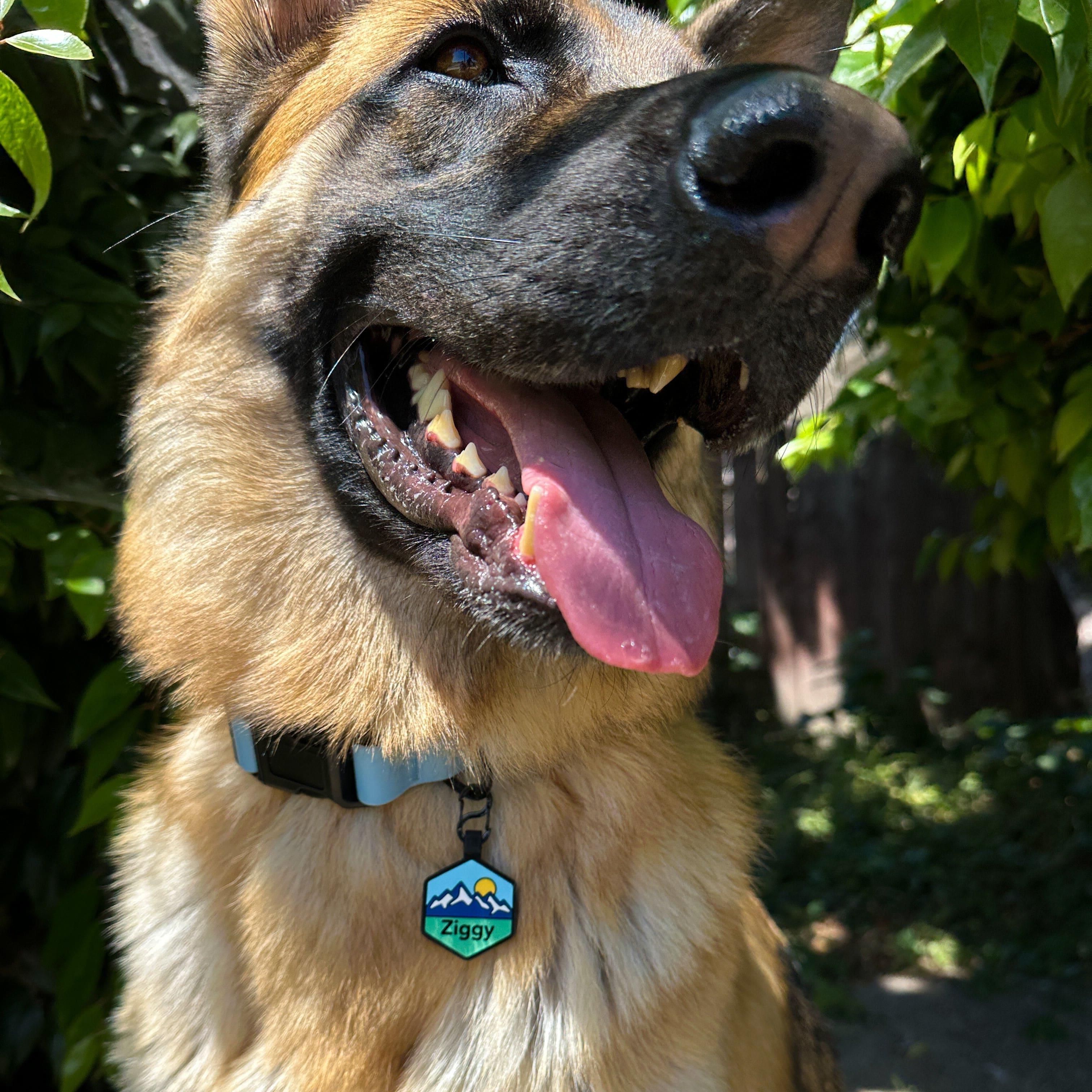 QR Code Pup's Peak Silicone Dog ID Tag - Blue Ridge - Image 5