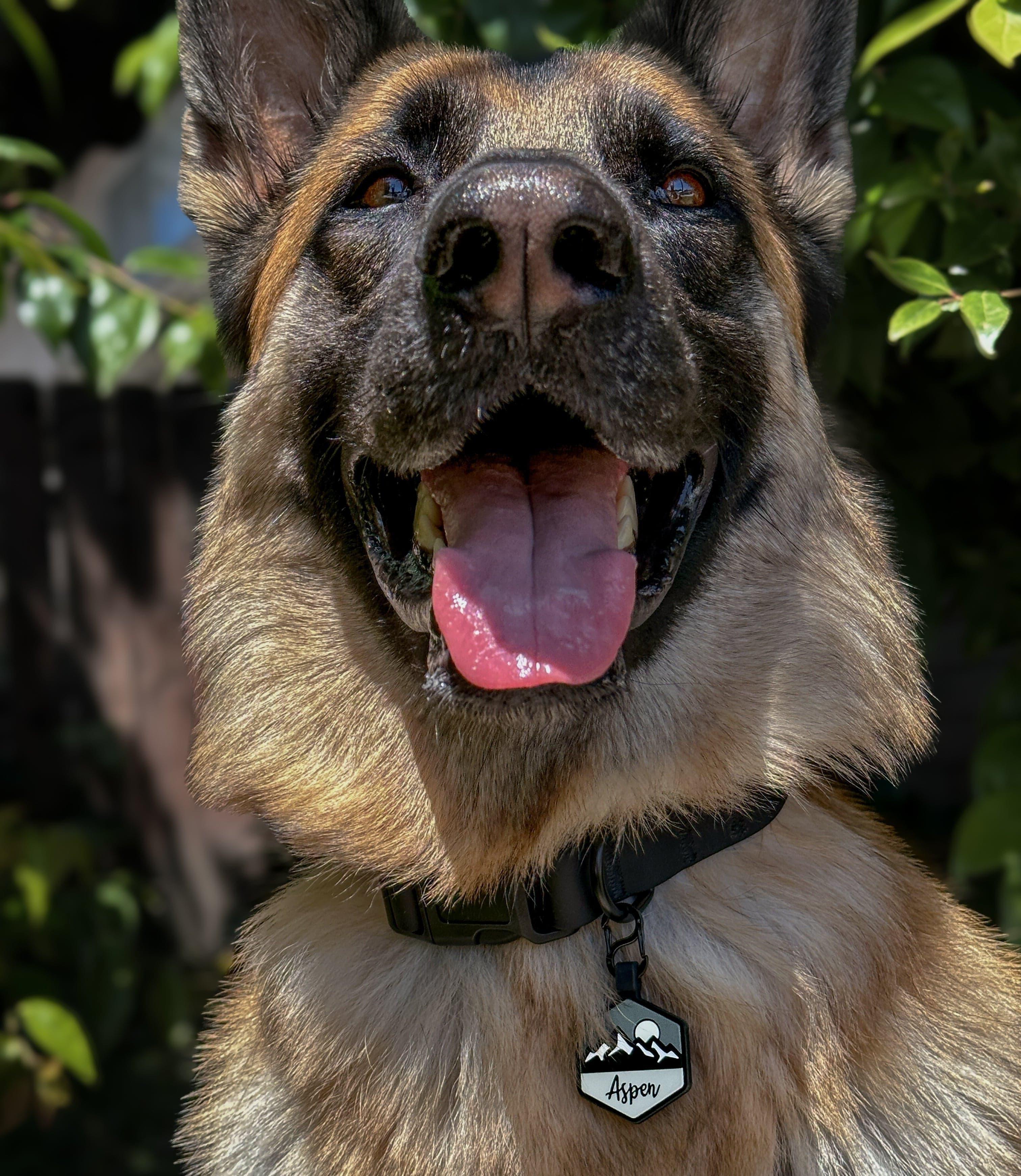 QR Code Pup's Peak Silicone Dog ID Tag - Midnight Granite - Image 5