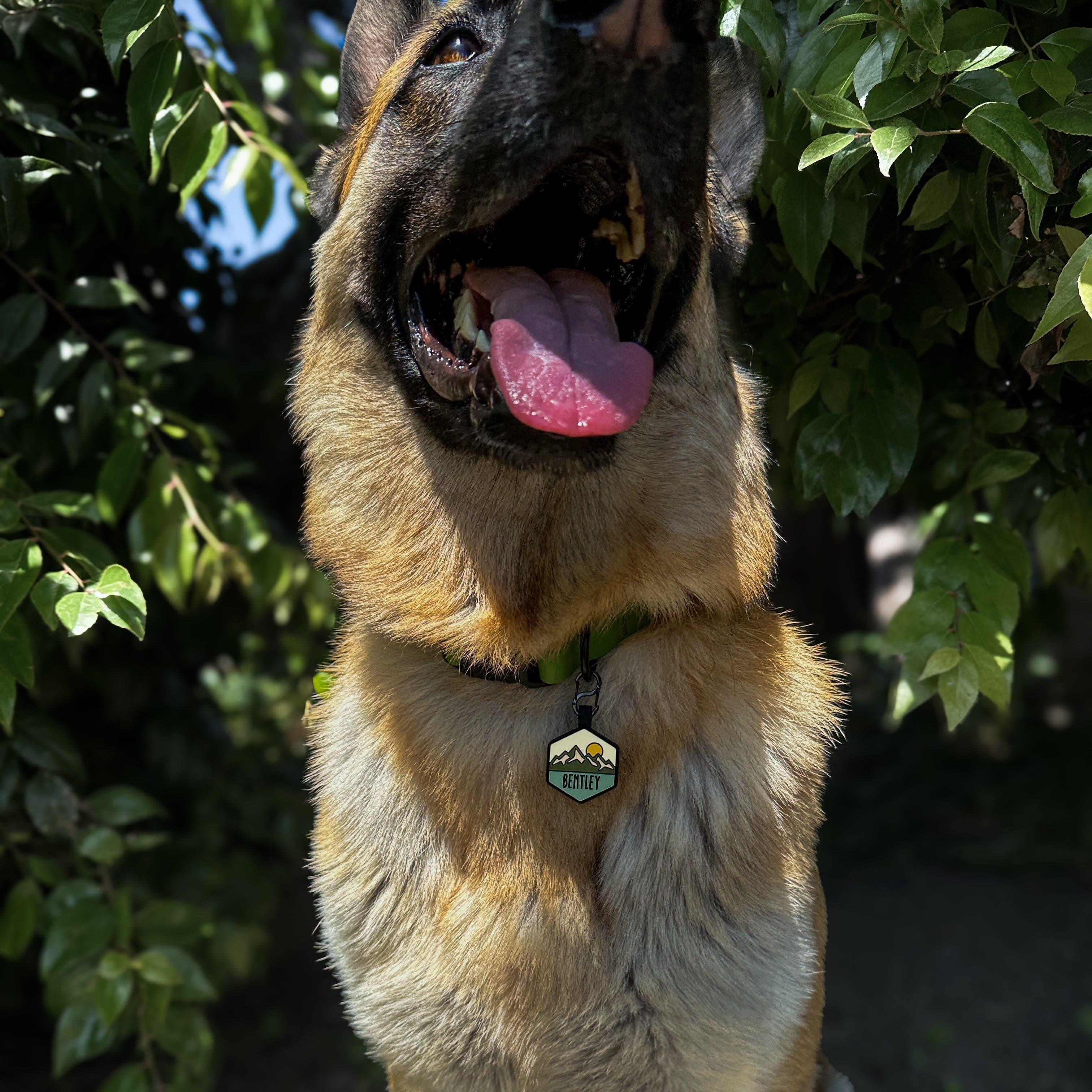 QR Code Pup's Peak Silicone Dog ID Tag - Sand Canyon - Image 5