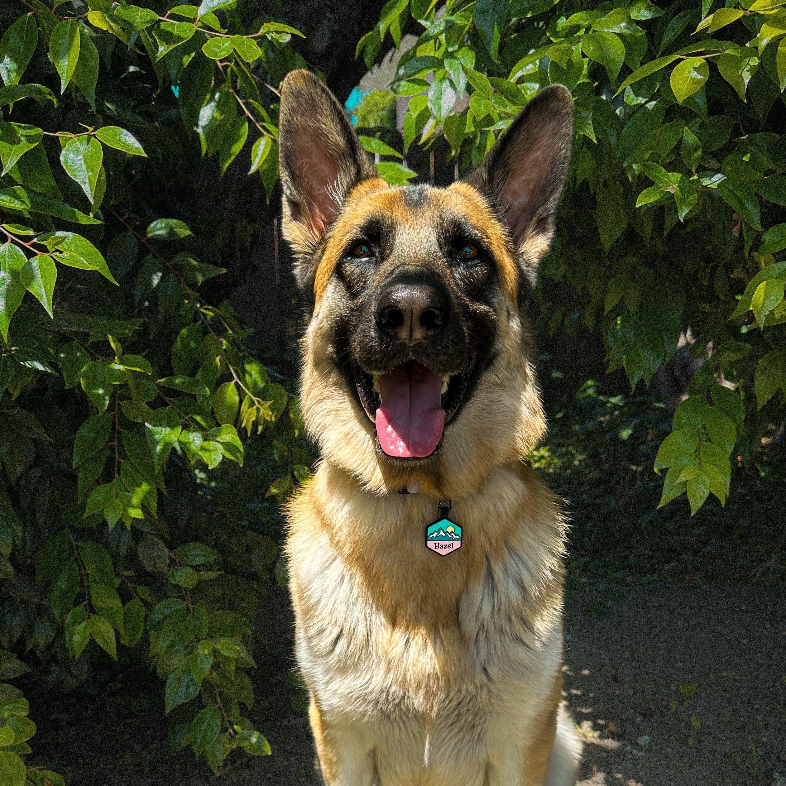 QR Code Pup's Peak Silicone Dog ID Tag - Wild Bloom - Image 5
