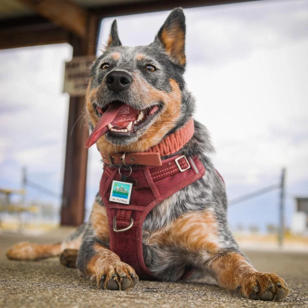 QR Code "We Out Here" Silicone Dog ID Tag - Image 2