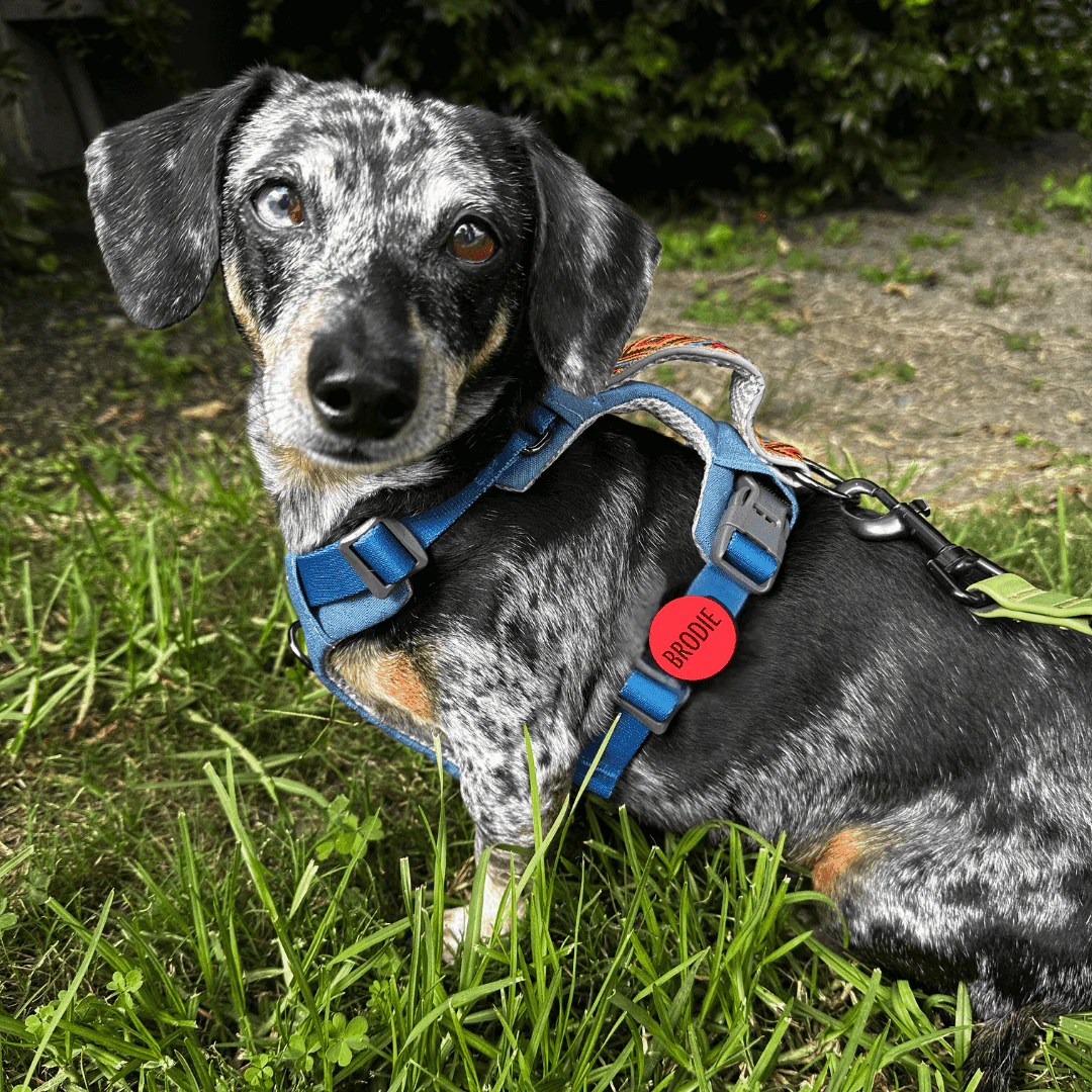 AirTag Holder Slide-On Silicone Pet ID Tag | Design Your Own - Image 9
