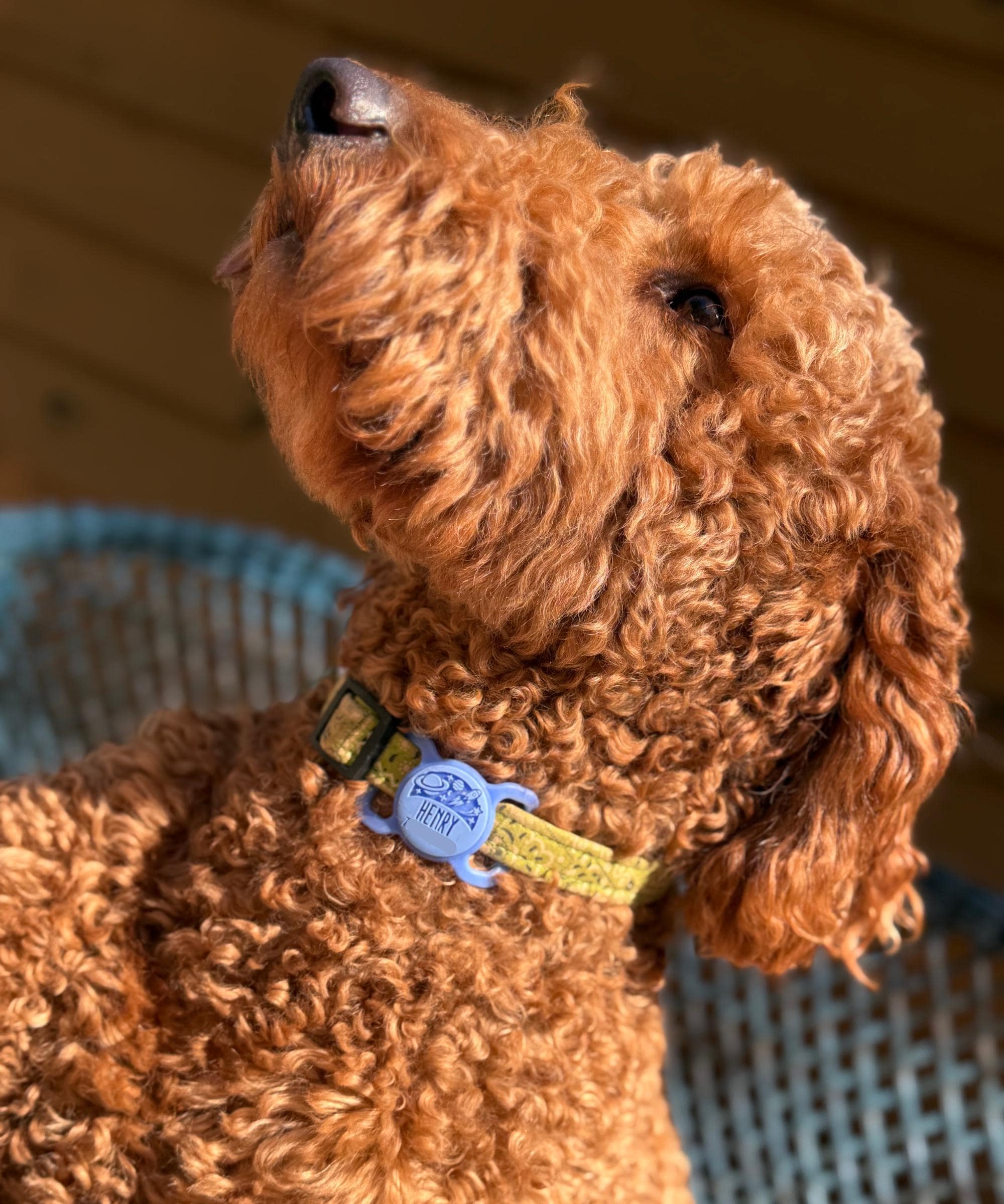 Slim Slide-On Silicone Pet ID Tag | St. Patrick's Day - Image 7